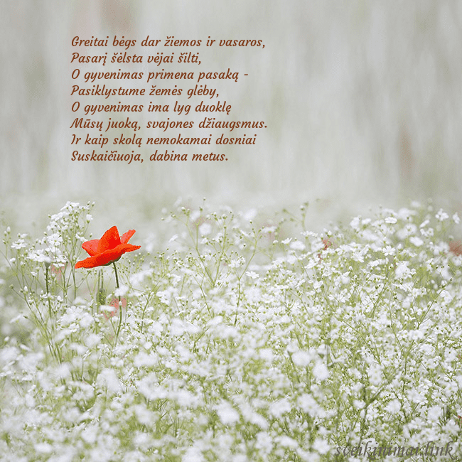 Elektroninis gimtadienio atvirukas su baltomis gėlėmis Greitai bėgs dar žiemos ir vasaros,
Pasarį šėlsta Elektroninis gimtadienio atvirukas su baltomis gėlėmis