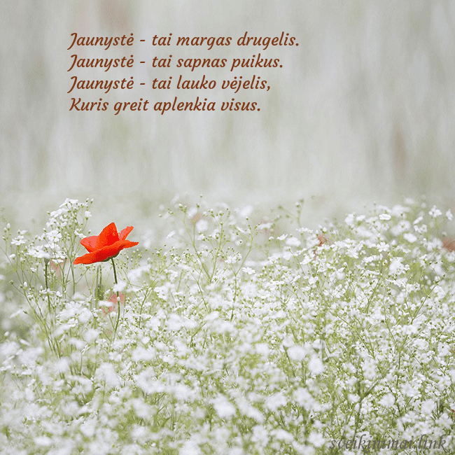 Elektroninis gimtadienio atvirukas su baltomis gėlėmis Jaunystė - tai margas drugelis.
Jaunystė - tai sap Elektroninis gimtadienio atvirukas su baltomis gėlėmis