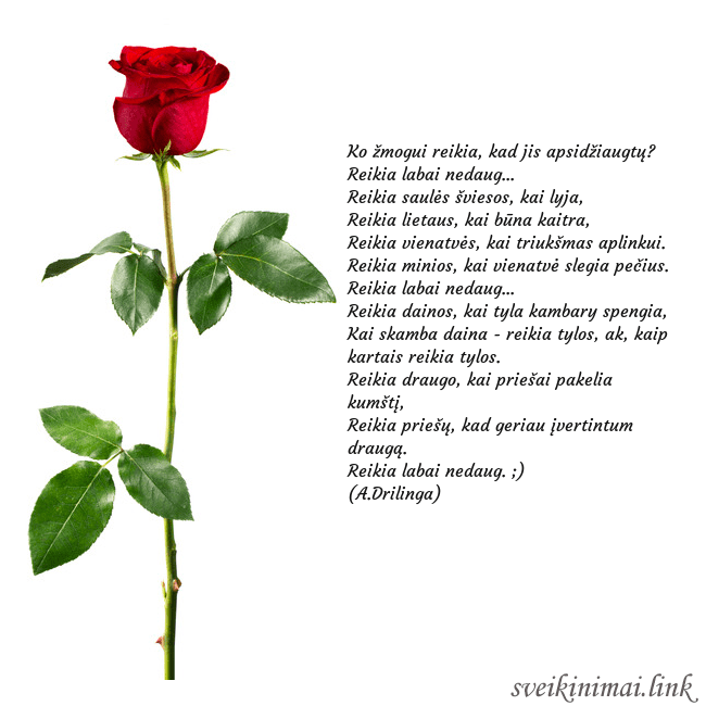 Atvirukas su raudona rože