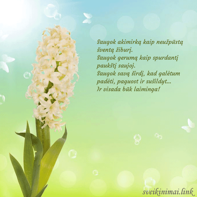 Atvirukas su hiacintu Saugok akimirką kaip neužpūstą šventą žiburį.
Sau Atvirukas su hiacintu