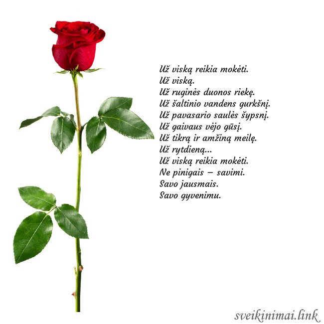 Atvirukas su raudona rože