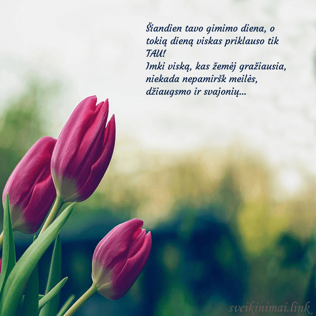 Atvirukas su trim raudonomis tulpėmis Šiandien tavo gimimo diena, o tokią dieną viskas p Atvirukas su trim raudonomis tulpėmis