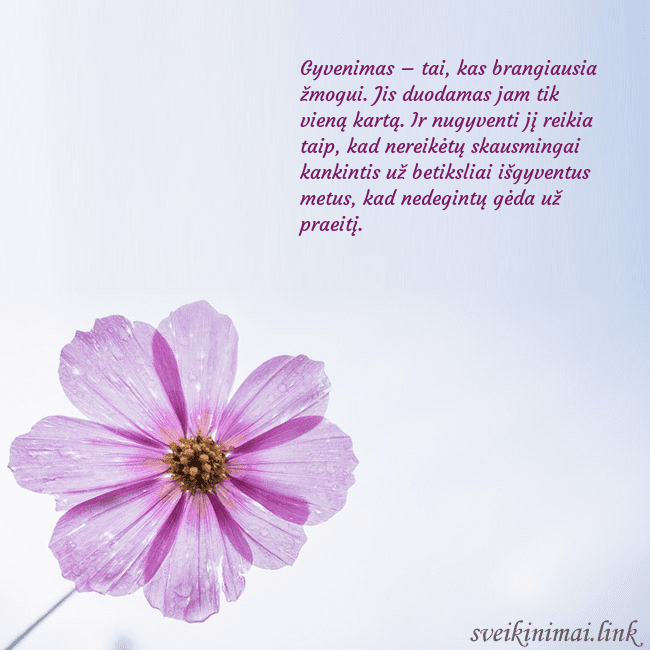 Elektroninė atvirutė su violetine gėle