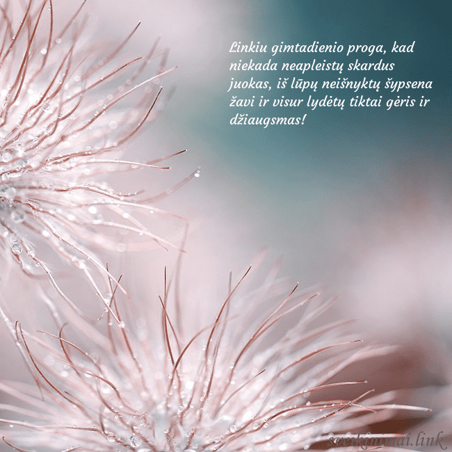 Atvirukas su pūkuotais augaliukais Linkiu gimtadienio proga, kad niekada neapleistų s Atvirukas su pūkuotais augaliukais