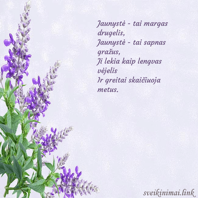 Gimtadienio atvirukas su lubinais Jaunystė - tai margas drugelis,
Jaunystė - tai sa Gimtadienio atvirukas su lubinais