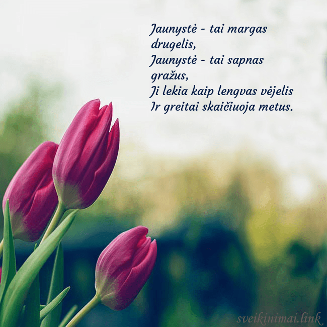 Atvirukas su trim raudonomis tulpėmis Jaunystė - tai margas drugelis,
Jaunystė - tai sa Atvirukas su trim raudonomis tulpėmis