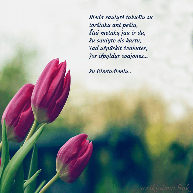 Atvirukas su trim raudonomis tulpėmis Rieda saulytė takučiu su torčiuku ant pečių,
Štai  Atvirukas su trim raudonomis tulpėmis