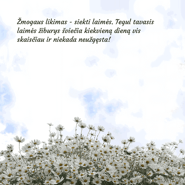 Atvirukas su ramunėmis Žmogaus likimas - siekti laimės. Tegul tavasis lai Atvirukas su ramunėmis