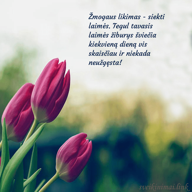 Atvirukas su trim raudonomis tulpėmis Žmogaus likimas - siekti laimės. Tegul tavasis lai Atvirukas su trim raudonomis tulpėmis