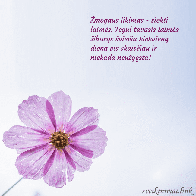 Elektroninė atvirutė su violetine gėle Žmogaus likimas - siekti laimės. Tegul tavasis lai Elektroninė atvirutė su violetine gėle