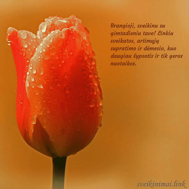 Gimtadienio atvirukas su raudona tulpe Brangioji, sveikinu su gimtadieniu tave! Linkiu sv Gimtadienio atvirukas su raudona tulpe