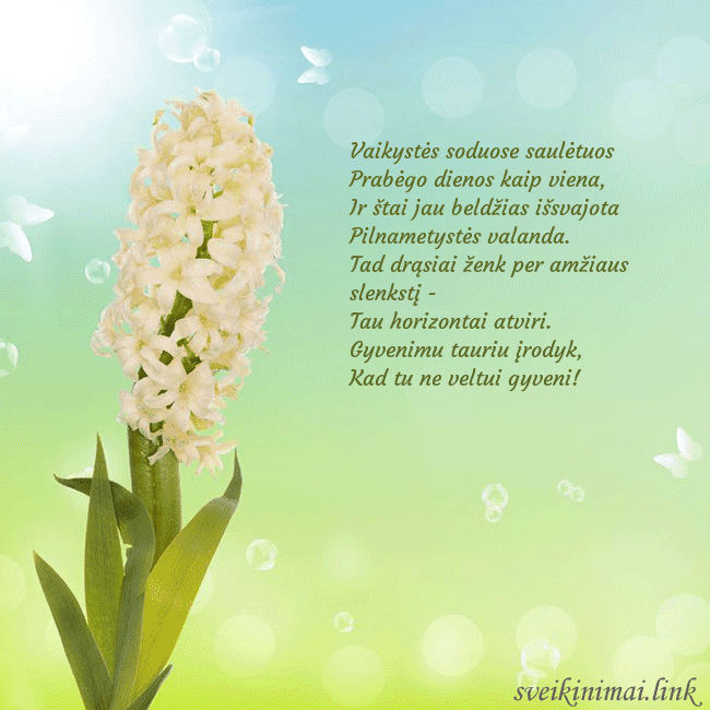 Atvirukas su hiacintu Vaikystės soduose saulėtuos 
Prabėgo dienos kaip  Atvirukas su hiacintu