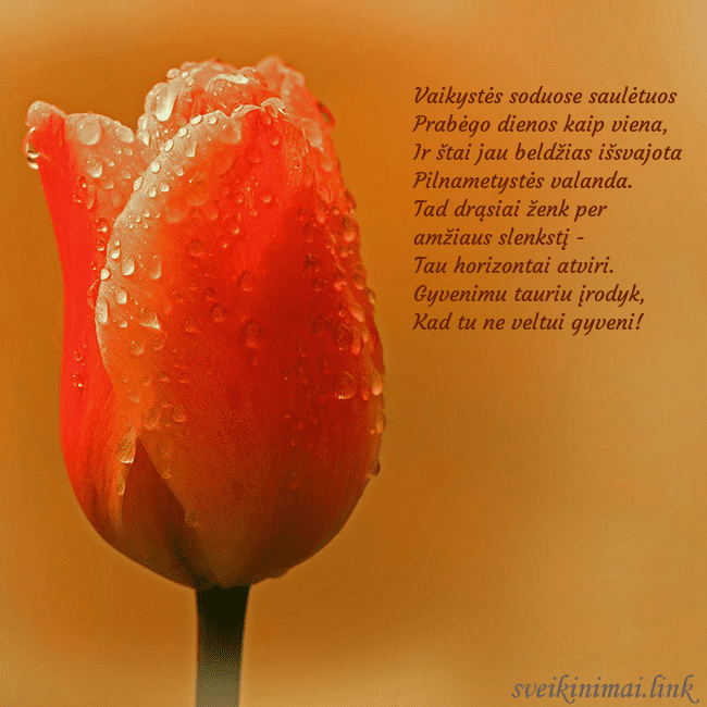 Gimtadienio atvirukas su raudona tulpe Vaikystės soduose saulėtuos
Prabėgo dienos kaip Gimtadienio atvirukas su raudona tulpe