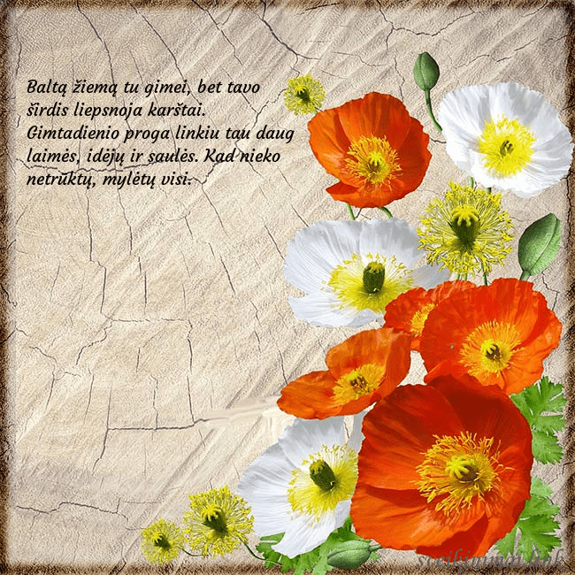 Atvirukas su aguonomis Baltą žiemą tu gimei, bet tavo širdis liepsnoja ka Atvirukas su aguonomis