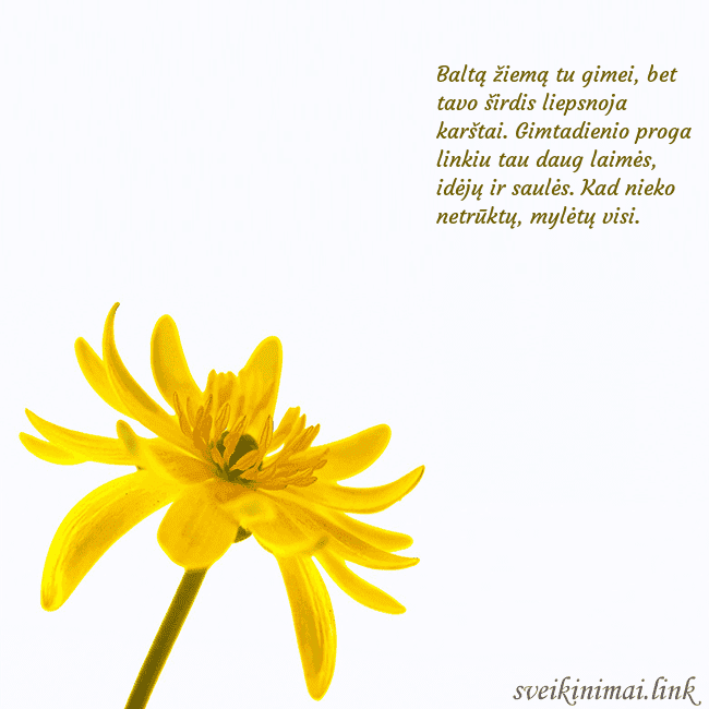 Atvirukas su geltona gėle Baltą žiemą tu gimei, bet tavo širdis liepsnoja ka Atvirukas su geltona gėle