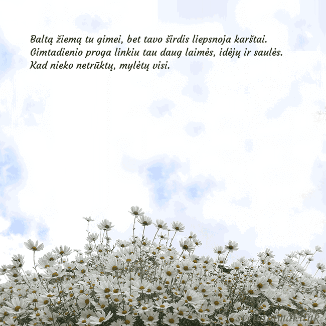 Atvirukas su ramunėmis Baltą žiemą tu gimei, bet tavo širdis liepsnoja ka Atvirukas su ramunėmis