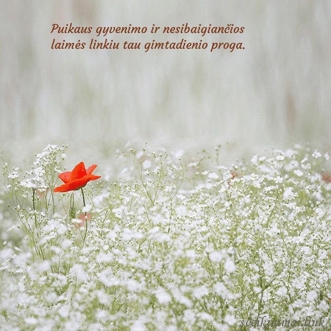 Elektroninis gimtadienio atvirukas su baltomis gėlėmis