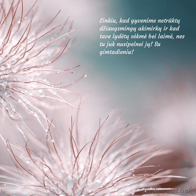 Atvirukas su pūkuotais augaliukais Linkiu, kad gyvenime netrūktų džiaugsmingų akimirk Atvirukas su pūkuotais augaliukais