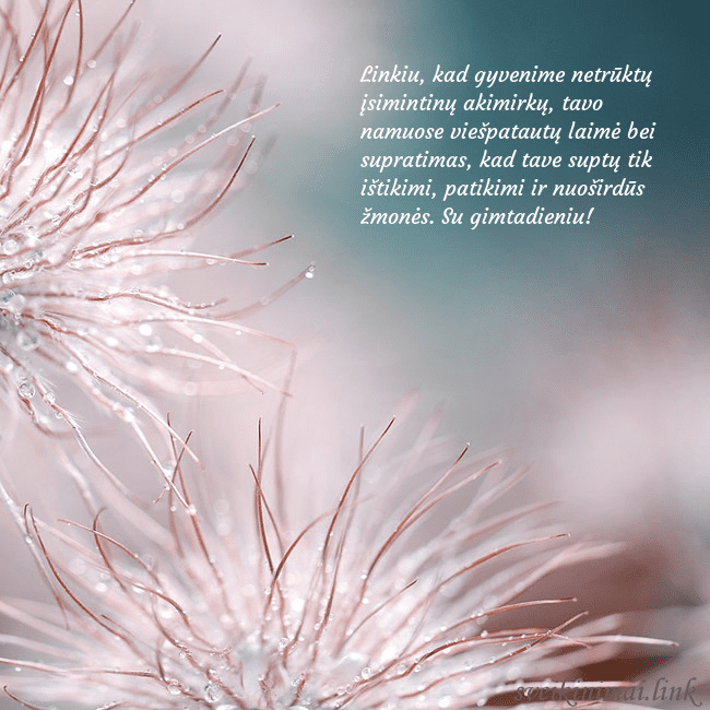 Atvirukas su pūkuotais augaliukais Linkiu, kad gyvenime netrūktų įsimintinų akimirkų, Atvirukas su pūkuotais augaliukais