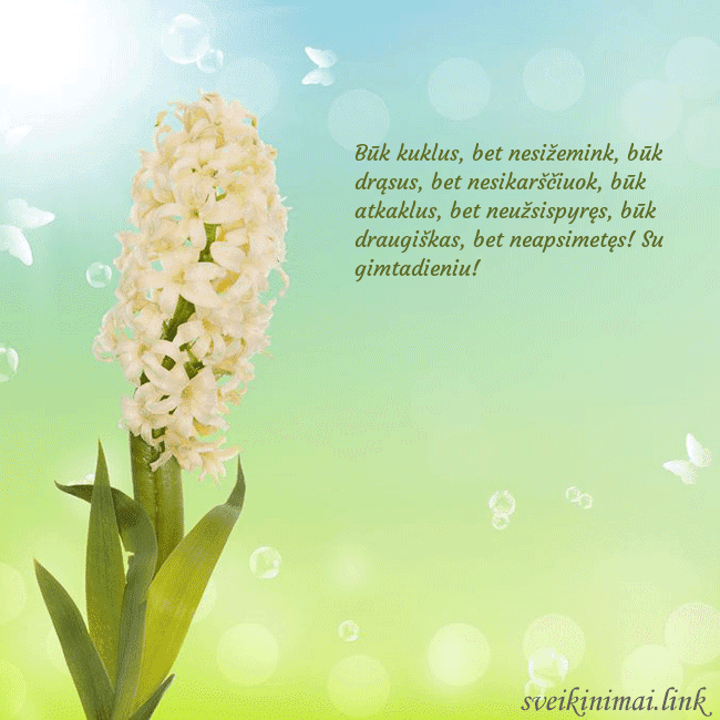 Atvirukas su hiacintu Būk kuklus, bet nesižemink, būk drąsus, bet nesika Atvirukas su hiacintu