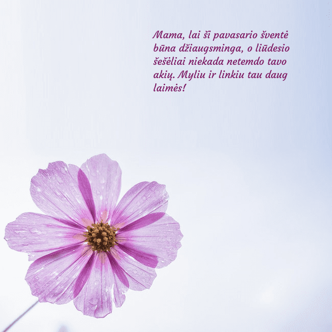 Elektroninė atvirutė su violetine gėle