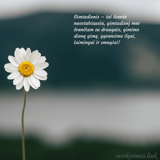 Elektroninis atvirukas su ramune Gimtadienis – tai šventė nuostabiausia, gimtadienį Elektroninis atvirukas su ramune