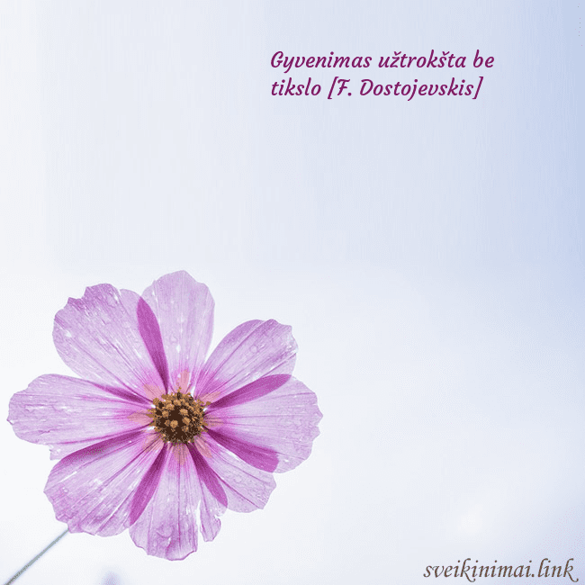 Elektroninė atvirutė su violetine gėle