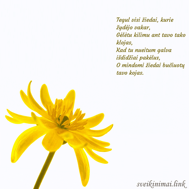Atvirukas su geltona gėle Tegul visi žiedai, kurie žydėjo vakar,
Gėlėtu kili Atvirukas su geltona gėle