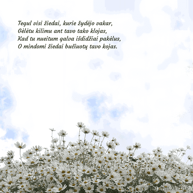 Atvirukas su ramunėmis Tegul visi žiedai, kurie žydėjo vakar,
Gėlėtu kili Atvirukas su ramunėmis
