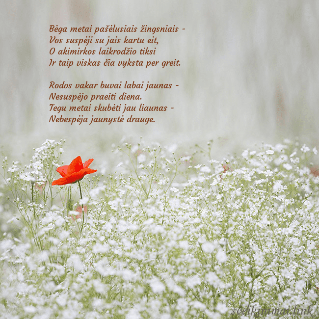 Elektroninis gimtadienio atvirukas su baltomis gėlėmis