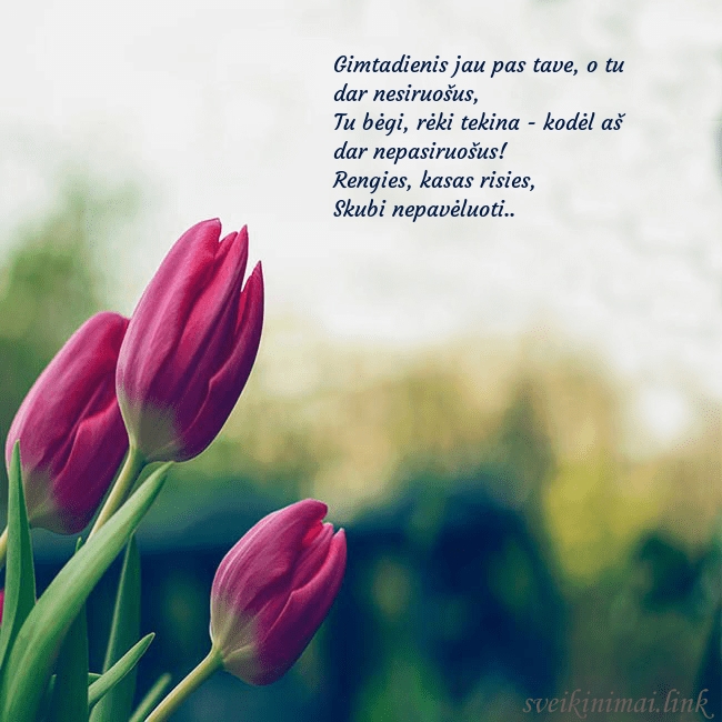Atvirukas su trim raudonomis tulpėmis Gimtadienis jau pas tave, o tu dar nesiruošus,
Tu Atvirukas su trim raudonomis tulpėmis