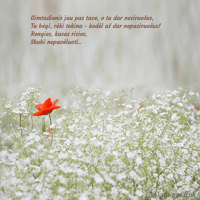 Elektroninis gimtadienio atvirukas su baltomis gėlėmis