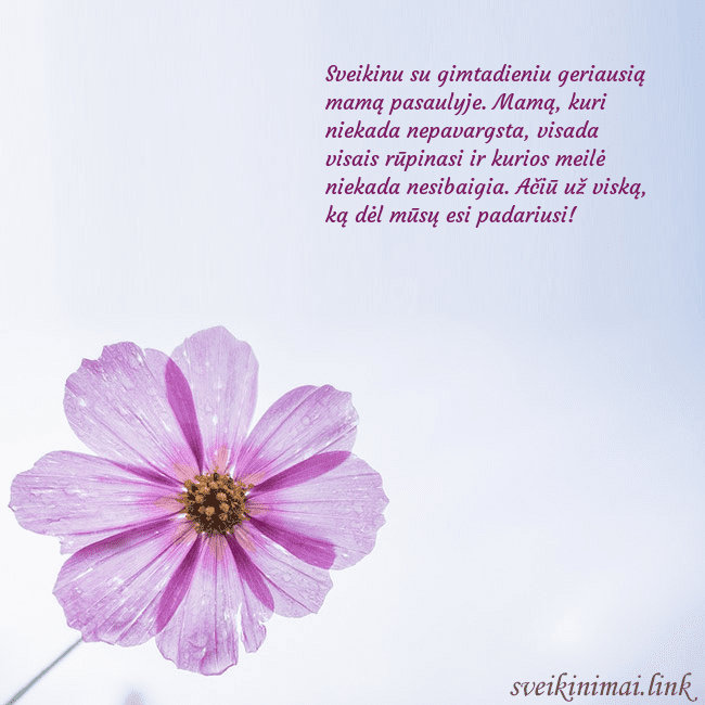 Elektroninė atvirutė su violetine gėle Sveikinu su gimtadieniu geriausią mamą pasaulyje.  Elektroninė atvirutė su violetine gėle