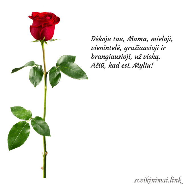 Atvirukas su raudona rože