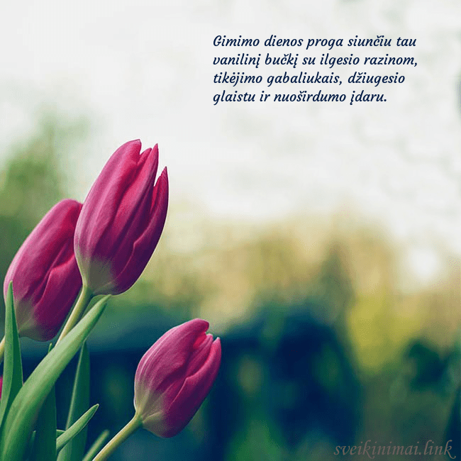 Atvirukas su trim raudonomis tulpėmis Gimimo dienos proga siunčiu tau vanilinį bučkį su Atvirukas su trim raudonomis tulpėmis