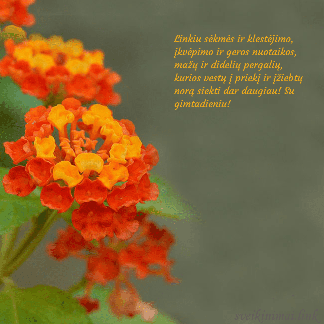 Atvirukas su oranžinėmis gėlėmis Linkiu sėkmės ir klestėjimo, įkvėpimo ir geros nuo Atvirukas su oranžinėmis gėlėmis
