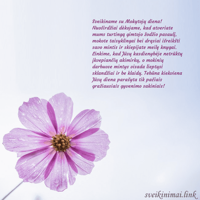 Elektroninė atvirutė su violetine gėle Sveikiname su Mokytojų diena! Nuoširdžiai dėkojame Elektroninė atvirutė su violetine gėle