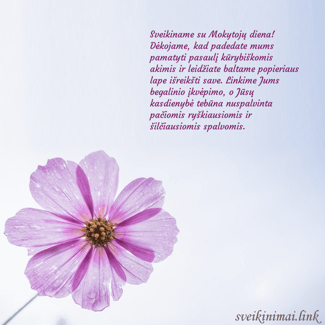 Elektroninė atvirutė su violetine gėle Sveikiname su Mokytojų diena! Dėkojame, kad padeda Elektroninė atvirutė su violetine gėle