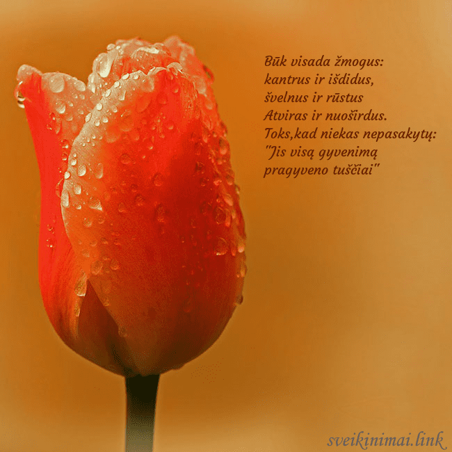 Gimtadienio atvirukas su raudona tulpe Būk visada žmogus:
kantrus ir išdidus,
švelnus ir Gimtadienio atvirukas su raudona tulpe