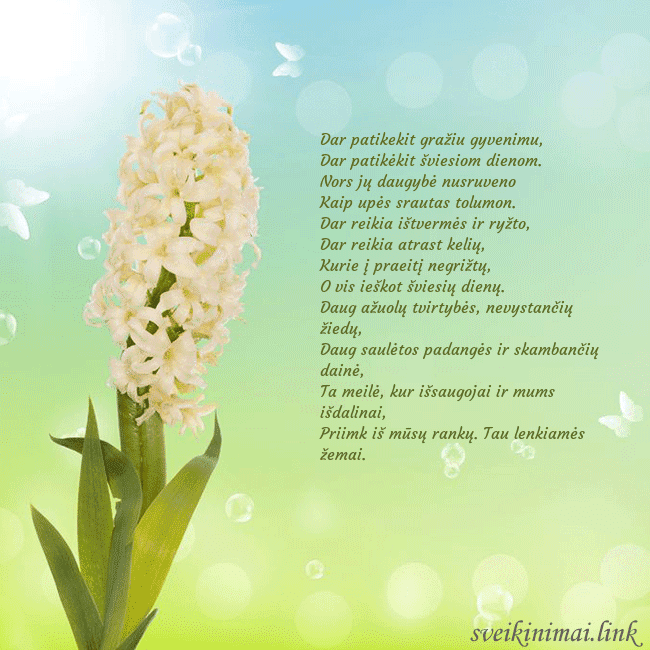 Atvirukas su hiacintu