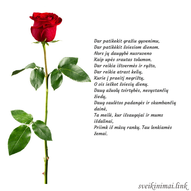 Atvirukas su raudona rože