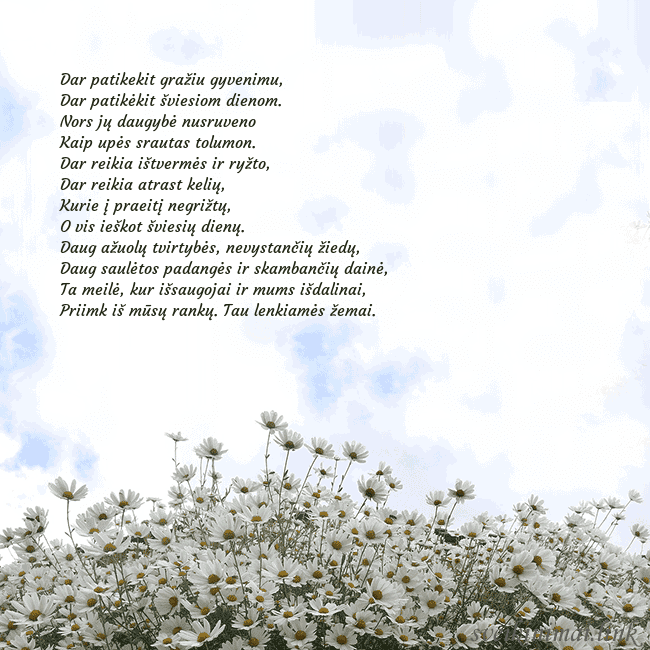 Atvirukas su ramunėmis