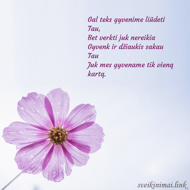 Elektroninė atvirutė su violetine gėle