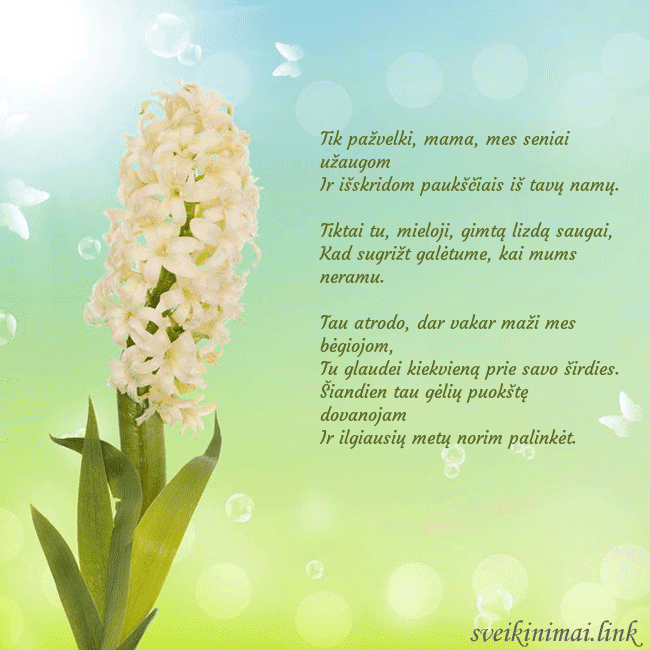 Atvirukas su hiacintu