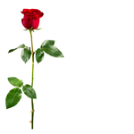 Gimtadienio atvirukai Atvirukas su raudona rože