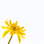 Atvirukai krikštynų proga Atvirukas su geltona gėle